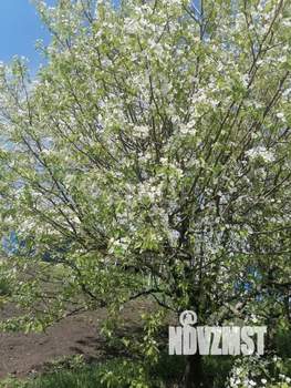 Дом 113м², 1-этажный, участок 15 сот.