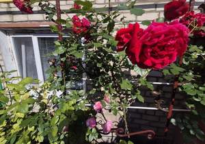 Дом 85м², 1-этажный, участок 6 сот.