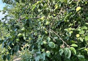 Дом 39м&sup2;, 1-этажный, участок 3 сот.  