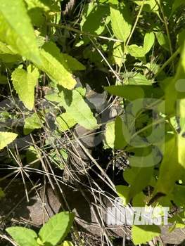 Дача 35м², 2-этажный, участок 6 сот.  