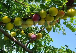 Дом 105м&sup2;, 1-этажный, участок 15 сот.  