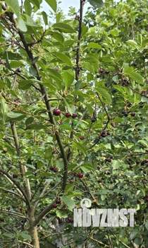 Дом 37м&sup2;, 1-этажный, участок 15 сот.  